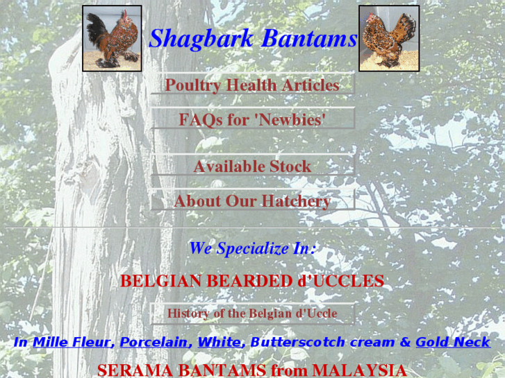 www.shagbarkbantams.com