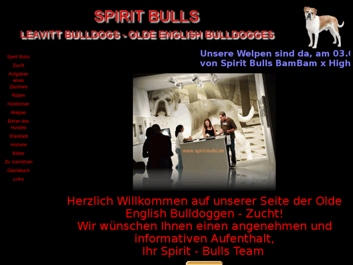 www.spirit-bulls.de