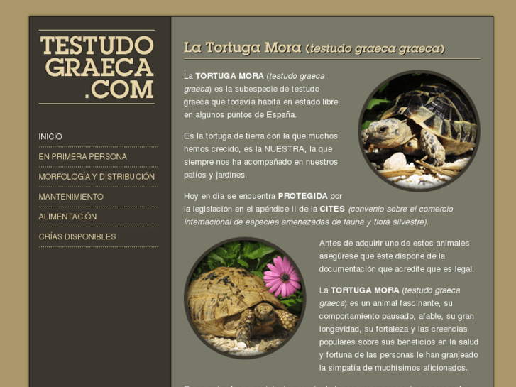 www.testudograeca.com