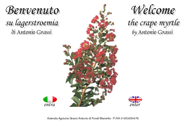 www.lagerstroemia.it