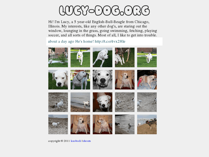 www.lucy-dog.org