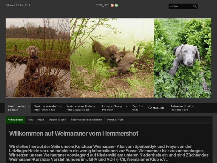 www.weimaraner-zucht.com