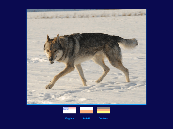 www.czechoslovakianwolfdog.com