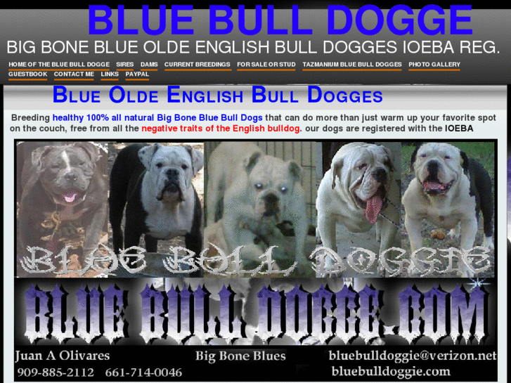 www.bluebulldogge.com