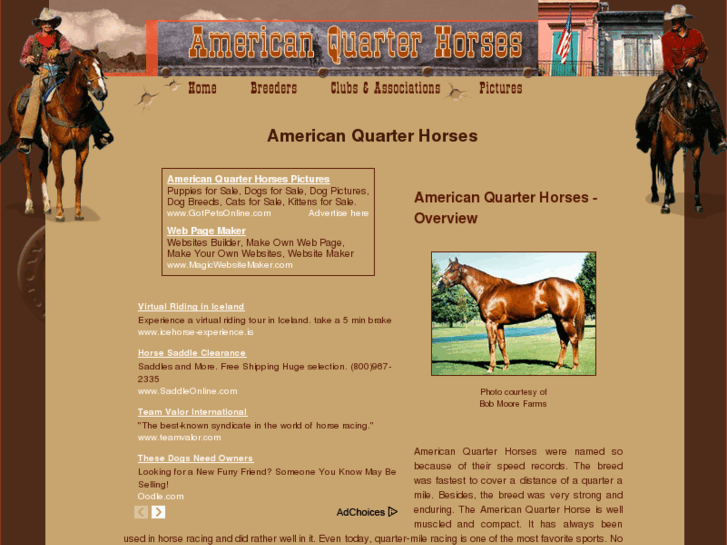 www.american-quarter-horses.org