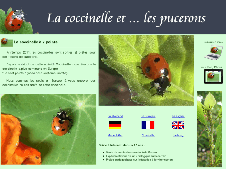 www.coccinelles.com