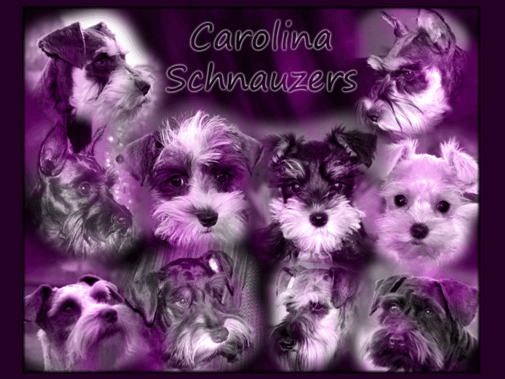 www.carolinaschnauzers.com