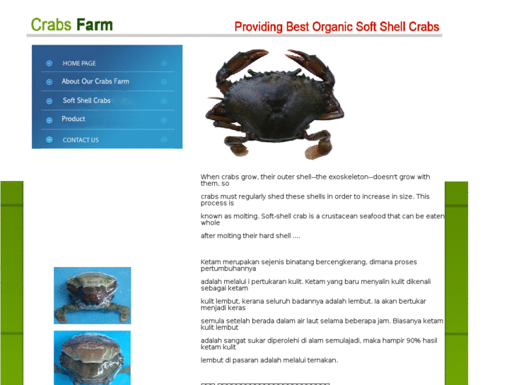 Qualitycrabs.net: Soft Shell Crabs - Quality Crabs Aquaculture 优 品 软 壳 蟹 水 ...