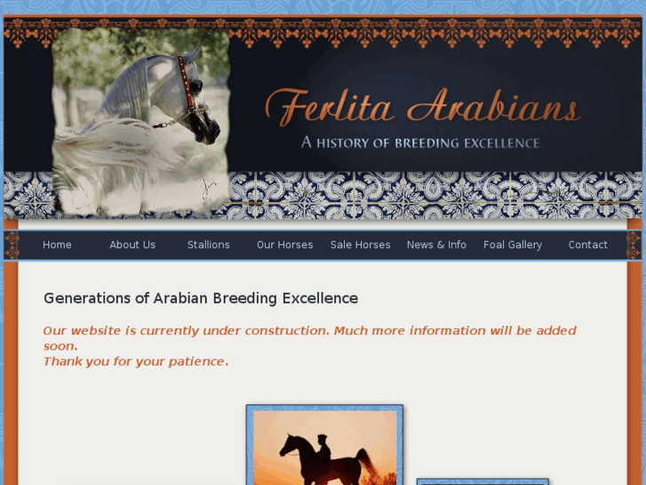 www.ferlitaarabians.com