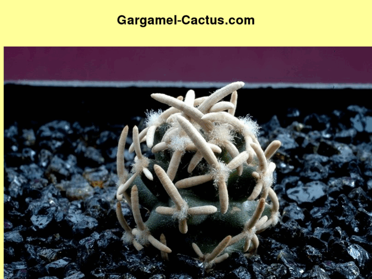 www.gargamel-cactus.com