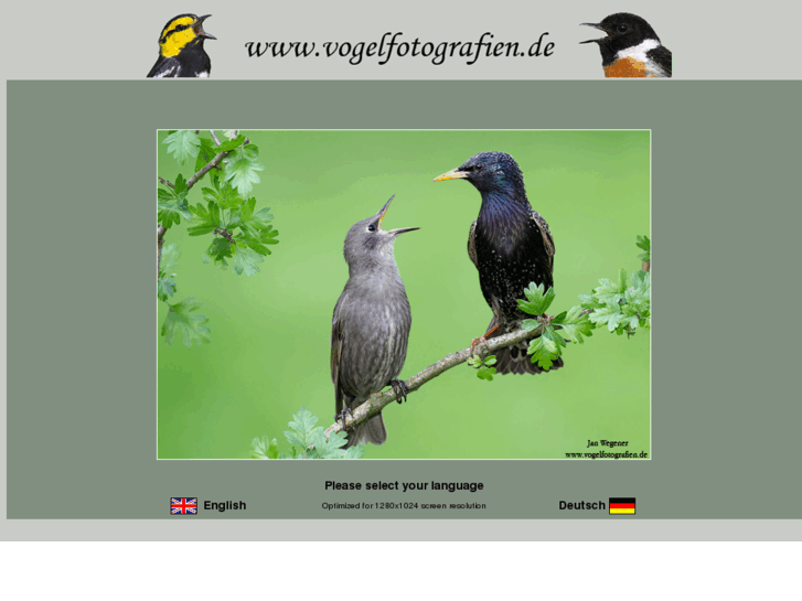 www.vogelfotografie.info