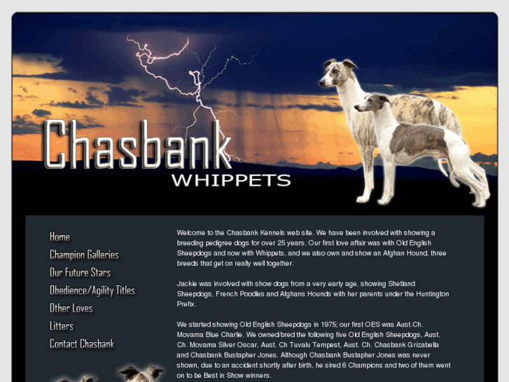 www.chasbankwhippets.com