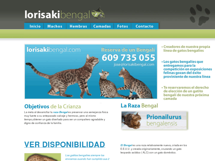 www.lorisakibengal.com