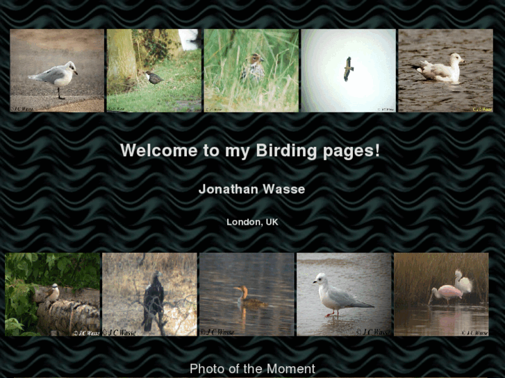 www.jcwassebirding.com