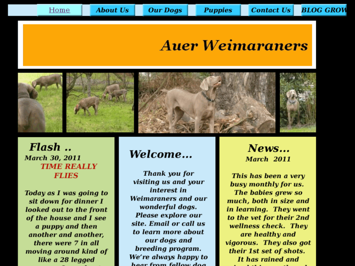 www.auerweimaraners.com