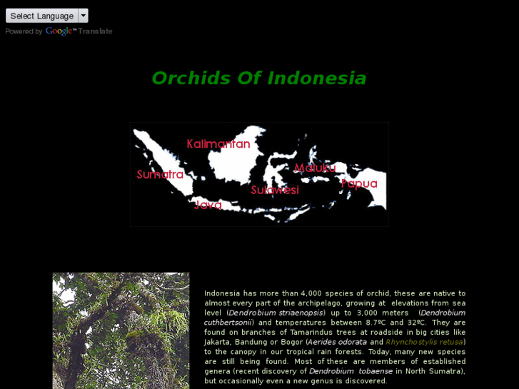 www.orchidsofindonesia.com