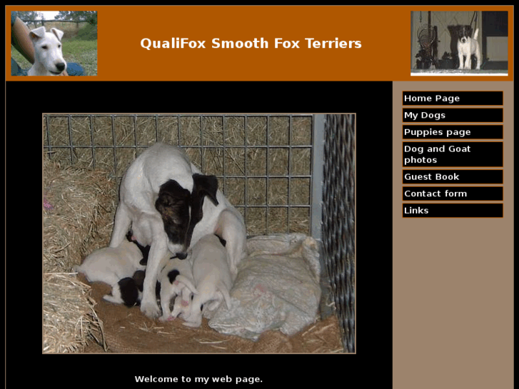 www.qualifoxterriers.com