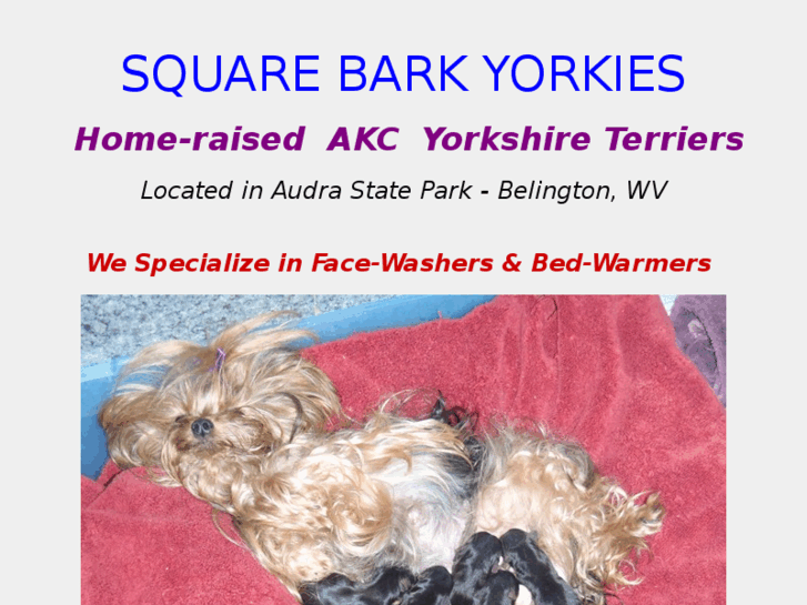 www.yorkielover.com