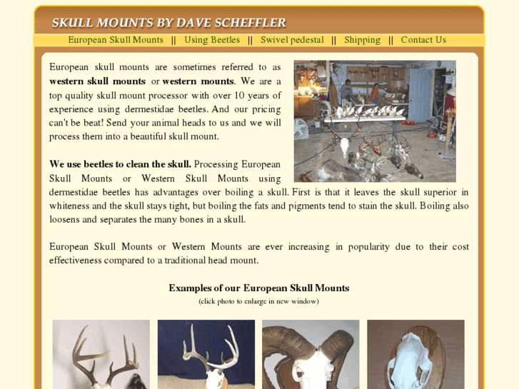 www.european-skull-mounts.com