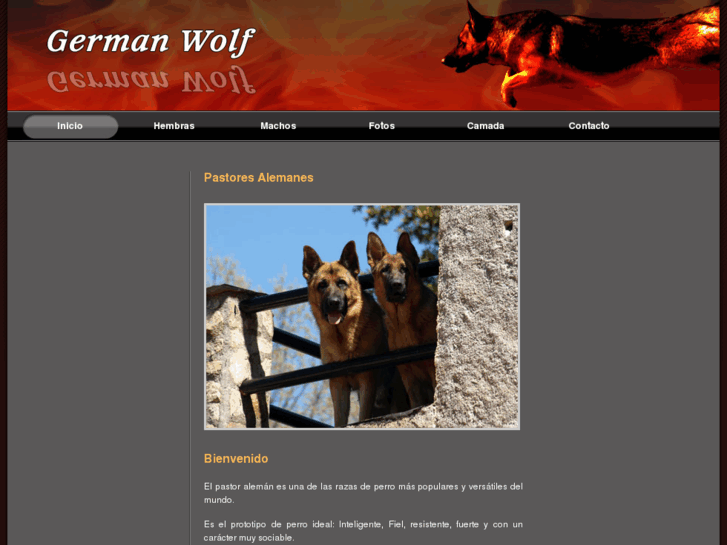 www.germanwolf.com