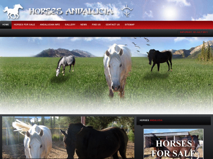 www.horsesandalucia.com