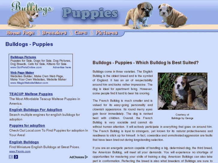 www.bulldogs-puppies.com