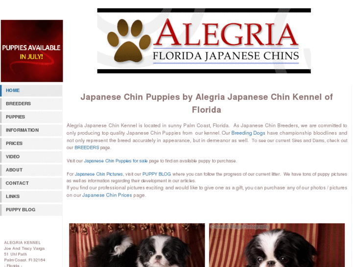 www.japanese-chin-puppies.com
