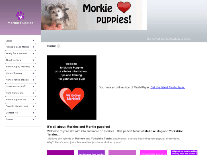 www.morkie-puppies.info