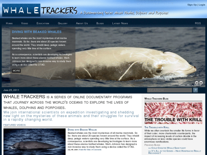 www.whaletrackers.com