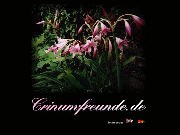 www.crinumfreunde.de