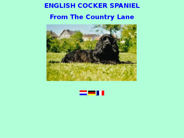 www.english-cocker-spaniel.com