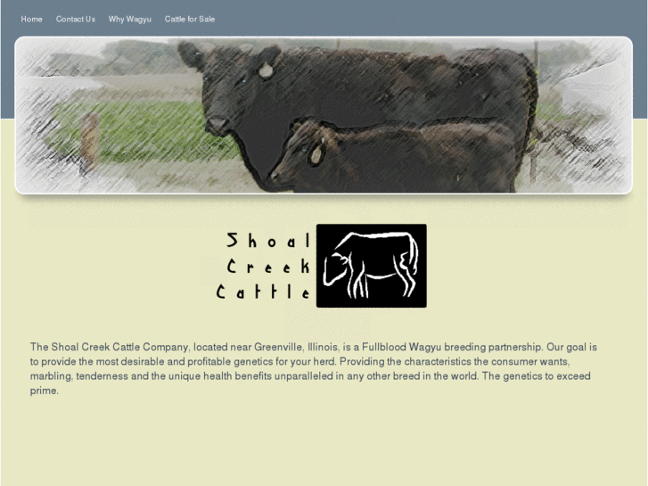 www.shoalcreekcattle.com