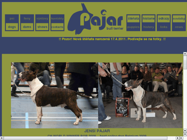 www.bullterrier-pajar.com