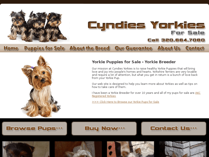 www.cyndiesyorkies.com