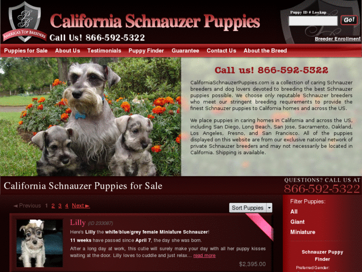 www.californiaschnauzerpuppies.com