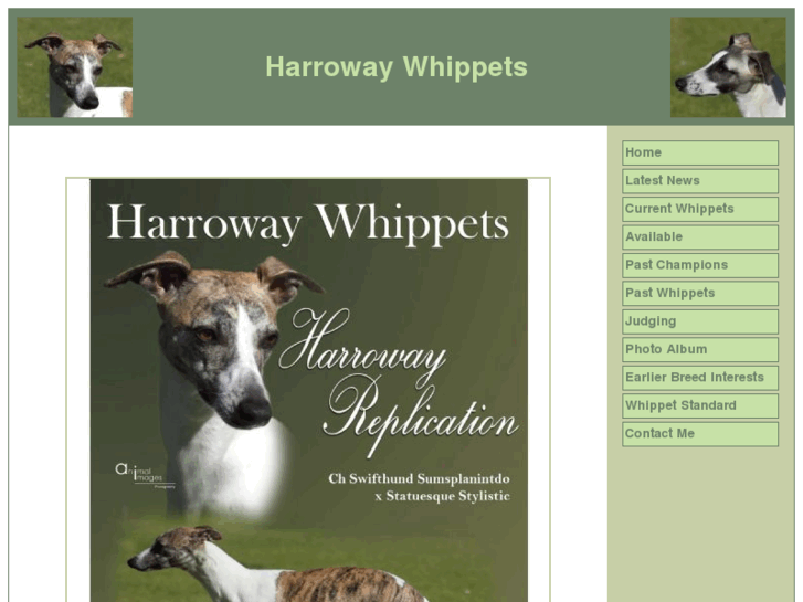 www.harrowaywhippets.com