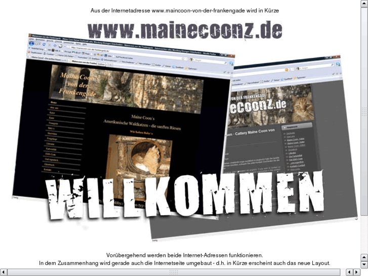 www.mainecoon-cats.info