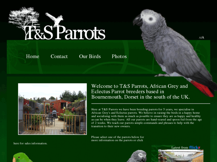 www.tandsparrots.com