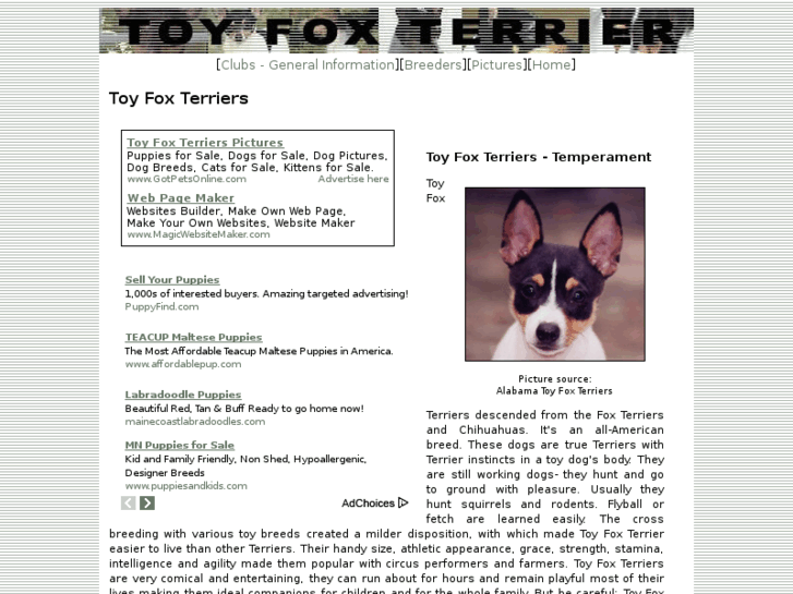 www.toy-fox-terrier-dogs.com