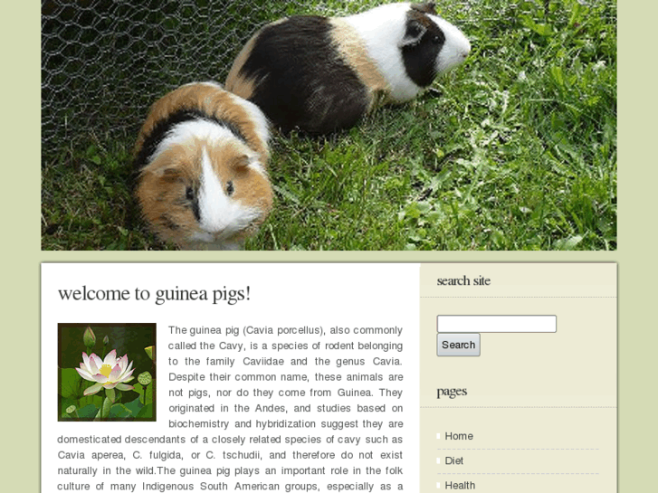 www.guinea-pigs.co.uk