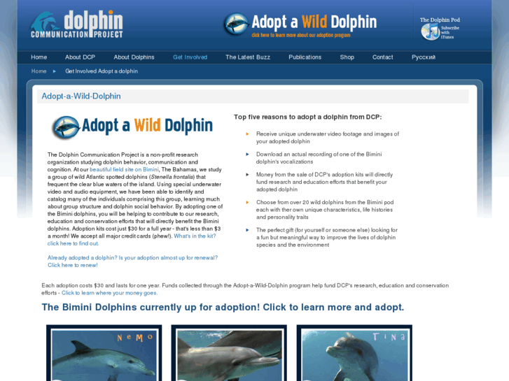 www.adoptawilddolphin.com