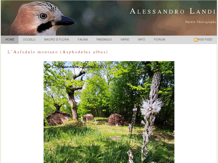 www.alessandrolandi.com