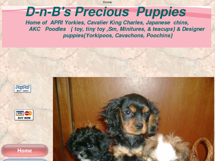 www.dnbspreciouspuppies.com