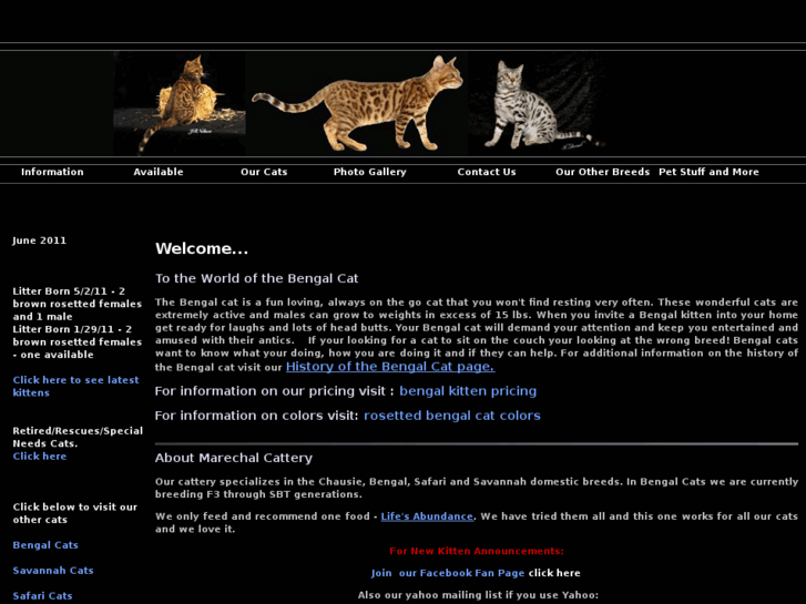 www.bengalcat.net