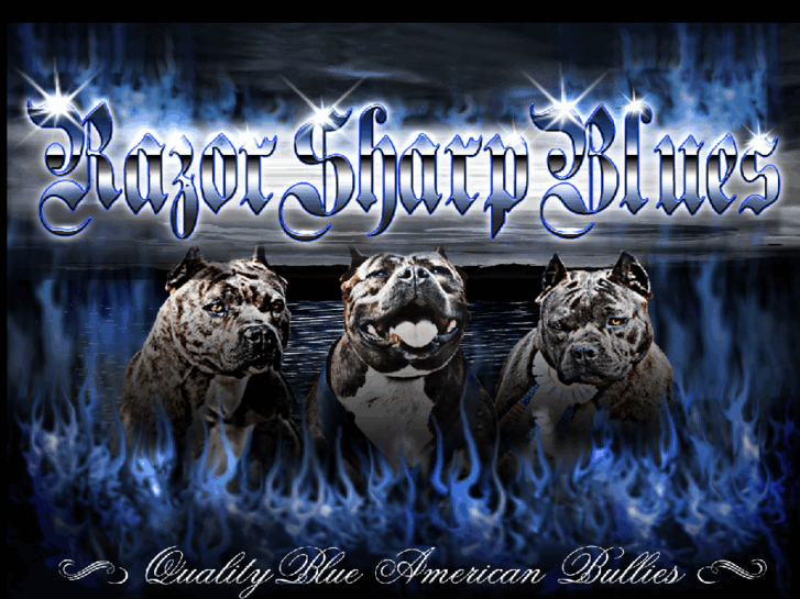 www.blueamericanbully.com