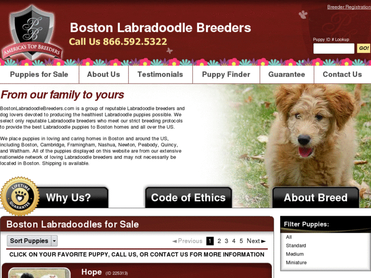 www.bostonlabradoodlebreeders.com