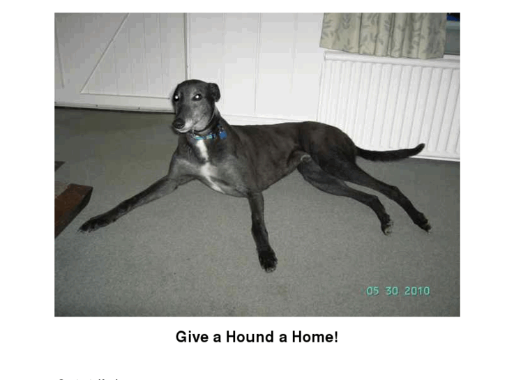 www.greyhoundpets.info