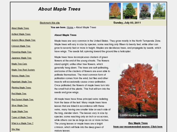 www.aboutmapletrees.com