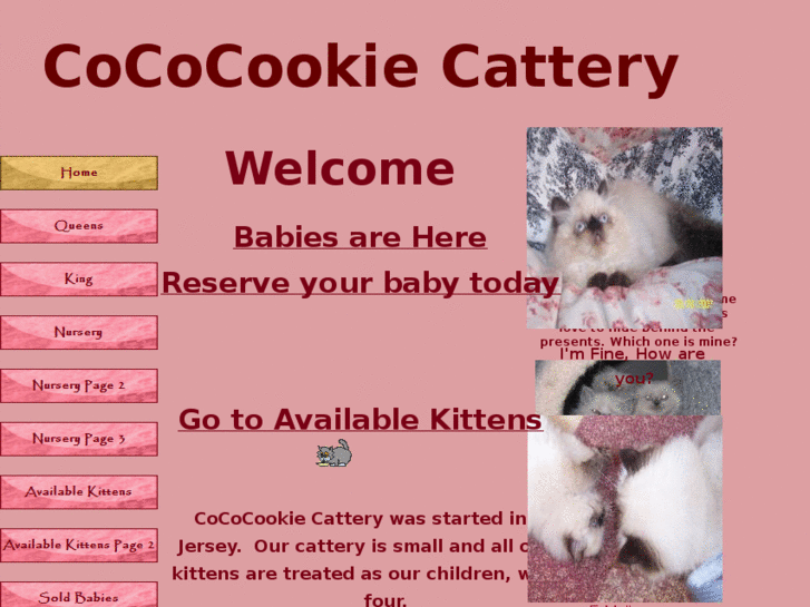 www.cococookiecattery.com