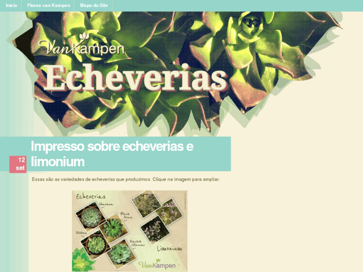 www.echeveria.com.br